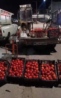 گوجه ربی 35.000