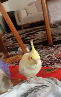 عروس هلندی گم شده در اطراف رواسان