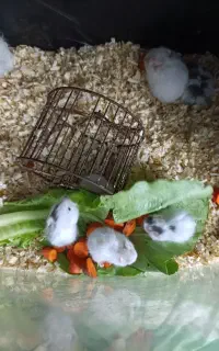 همستر های بازیگوش