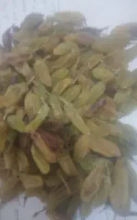کشمش امسالی بدون دود و بدون پاکش
