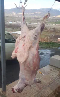 گوسفندگوشتی کاور نر ماده همراه باقصاب