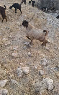 فروش کهره نر