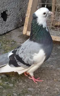 کفتر ابلغ سبز نر آنتیک
