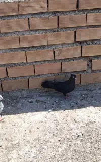 زاغ