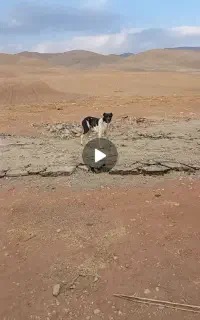 سگ نر