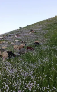 چوپان برای نگهداری دام میخوام
