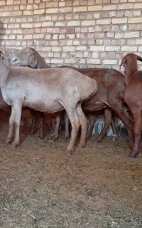 تعداد۶راس میش چینی کاور
