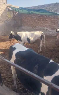 تخت اماده