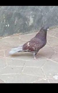 کبوتر سرخ کاغذی صدار دار