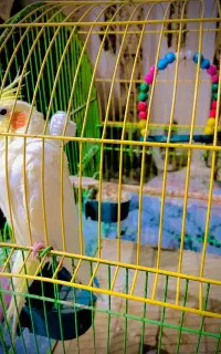 عروس هلندی