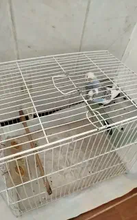 مرغ عشق معاوضه دوتا مرغ عشق با وسایل کامل