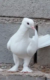 کبوتر