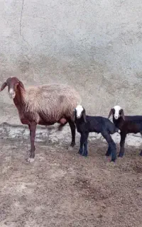 میش افشاری دوقلو با دوتا بره نر