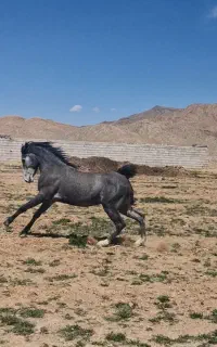 کره اسب