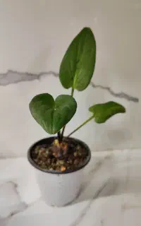 کاکتوس