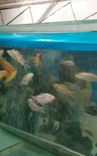 ماهی کوی فروشی