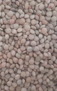 عدس تازه امسال