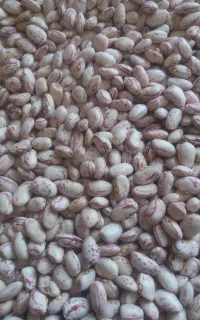 لوبیا چیتی دست چین میخای