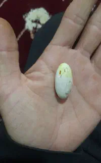 مهره اصلی
