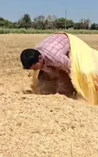 کاه گندم و جو و کاه عدس دیم زنجان