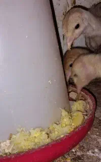 جوجه بوقلمون بوربن و برنز