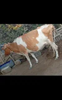 گاو جرسی