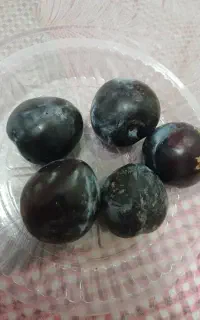آلو شابلون