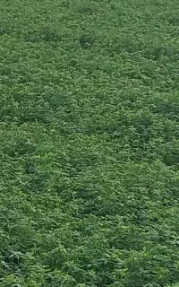 فروش یونجه