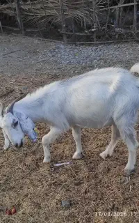 فروش گوسفند