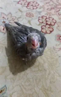 جوجه عروس