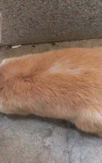 معاوضه با نر