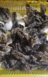 جوجه بوقلمون(نژاد برنز)