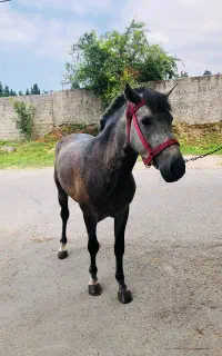 فروش اسب 4 ساله