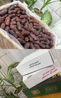 فروش خرما پیارم صادراتی حاجی آباد هرمزگان