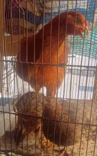 جوجه و بلدرچین