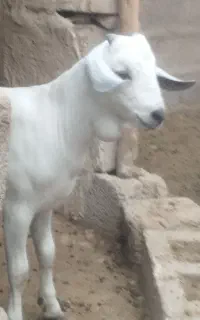 کهره نرسومال