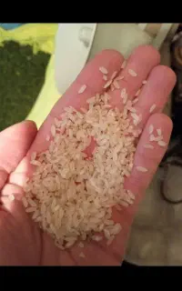 برنج کامفیروزی به شرط