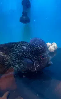 ماهی فلاور هورن
