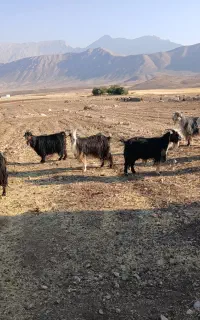 بز فروشی دینارون