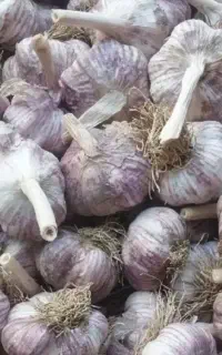 فروش عمده