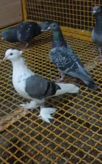 پاپر ماده
