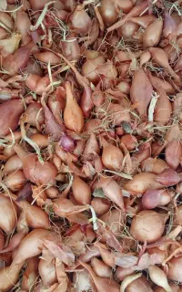 خریدار بذر پیاز  پیازچه