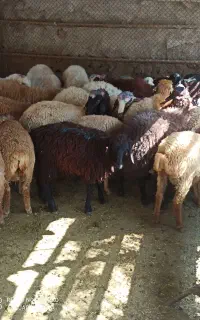 قلم ریز ابی زنده دو دندان جوان