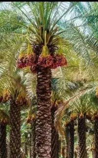خوش بندی و گراز باقیمت مناسب