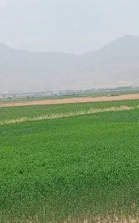 یونجه درجه یک