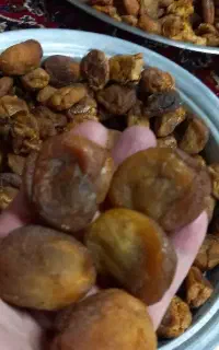 فروش قیسی زردآلو وبرگه زرد آلو