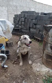 سگ نژاد افغان شش انگشت