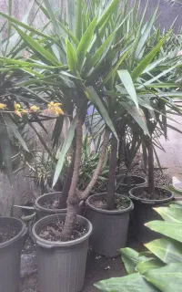 یوکا بنسای شده ارتفاع حدودا 1.60