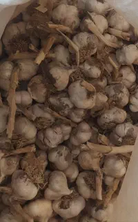 سیر درجه یک