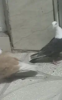 جفت هفترنگ دم سفید آس